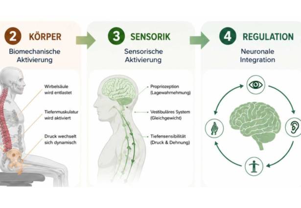 Haider Bioswing: Warum ergonomisches Sitzen oft trotzdem erschöpft