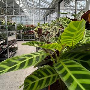 Gewächshausbereich der Blumenbörse West Genossenschaft mit vielfältigem Pflanzenangebot in Kerzers