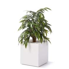 Diverse Accessoires, fm Büromöbel, easy green Ficus