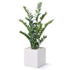 Diverse Accessoires, fm Büromöbel, easy green Zamifolia