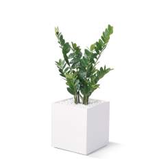 Diverse Accessoires, fm Büromöbel, easy green Zamifolia