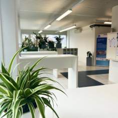 Pflanzendetail im offenen Büro- und Empfangsbereich von ABZ-SUiSSE
