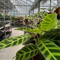 Gewächshausbereich der Blumenbörse West Genossenschaft mit vielfältigem Pflanzenangebot in Kerzers